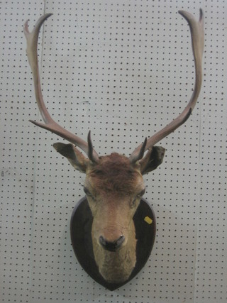 A stuffed and mounted deers head, on an oak plaque