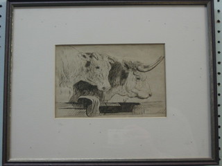 An etching, head and shoulders portrait "Two Standing Cattle" 5" x 7"