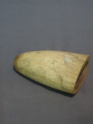 A Whale's tooth 4"