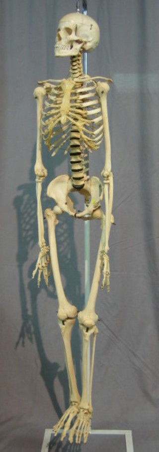 A  model of a male human skeleton by Adam Rouilly