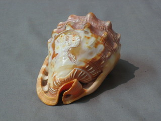 A carved conch shell decorated a portrait of a lady 4"