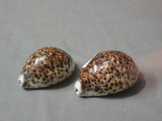 2 Conch shells 3"