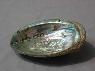 A mother of pearl shell 6"