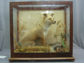 A Victorian stuffed and mounted fox in a naturalistic setting with duck contained in a glazed mahogany display cabinet 28" x 28"