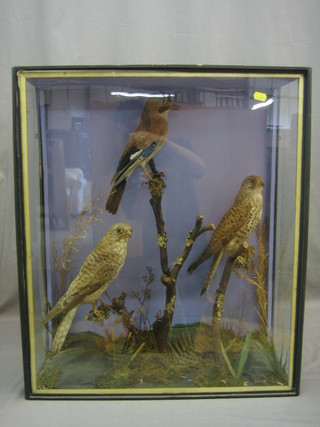 A Victorian stuffed and mounted Jay together with 2 Kestrels contained in a naturalistic case 26" x 23"