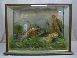 A Victorian taxidermy display of a hare, buzzard and hawk in naturalistic surroundings 20" x 26"