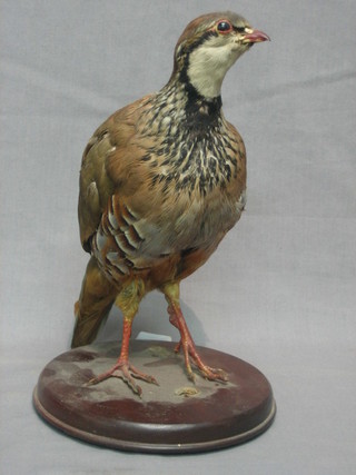 A Victorian stuffed and mounted Partridge 6" high