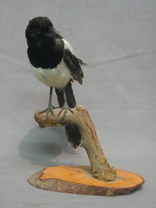 A Victorian stuffed and mounted Cock Magpie