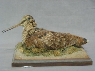 A Victorian stuffed and mounted Woodcock 4"