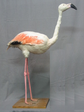 A Victorian stuffed and mounted Flamingo 37"