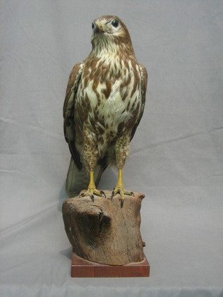 A Victorian stuffed and mounted Bird of Prey 13"