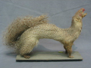 A Victorian stuffed and mounted Mongoose 13"