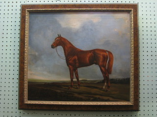 Juliet McLeod, oil painting on canvas, "Standing Chestnut Race Horse" 15" x 17"