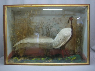 A Victorian stuffed and mounted Silver Pheasant 33" x 32"