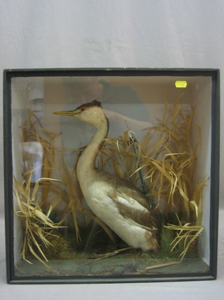 A Victorian stuffed and mounted Grebe by T Roberts of  Norwich contained in a cabinet, 18" x 18", the reverse with D O E number 093613