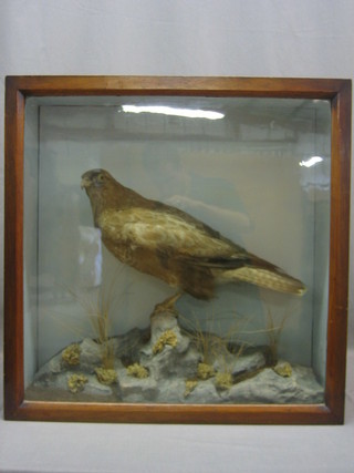 A Victorian stuffed and mounted Red Kite, contained in a glazed mahogany case 24" x 24" 
