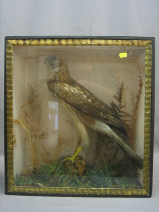 A Victorian stuffed and mounted Hen Harrier, contained in a naturalistic case with William Hall label to the reverse, 20" x 18"