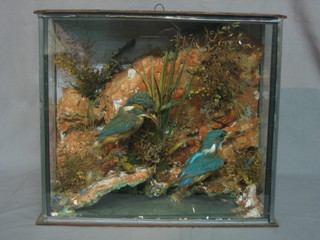 2 Victorian stuffed and mounted Kingfishers, contained in a glazed case 12" x 14"