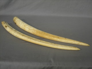 A pair of ivory tusks 21"