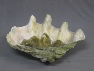 A large and impressive Giant Clam shell, 29"