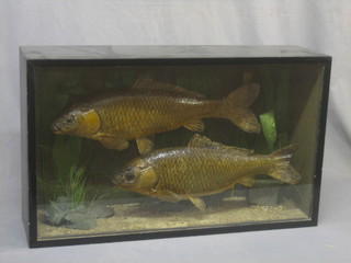 A pair of stuffed and mounted Common Carp, contained in a display cabinet 30" x 18"