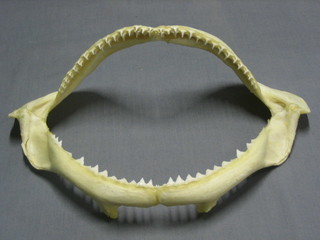 A Sharks jaw 12"