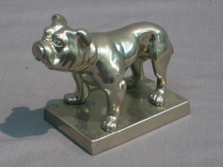 A  chromium plated car mascot in the form of a standing bull dog 3"