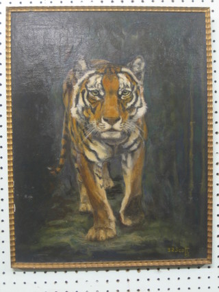 S Scott, oil painting on board "Walking Tiger" 18" x 14"