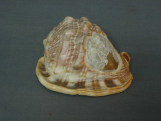 A carved Conch shell decorated fishermen 5"
