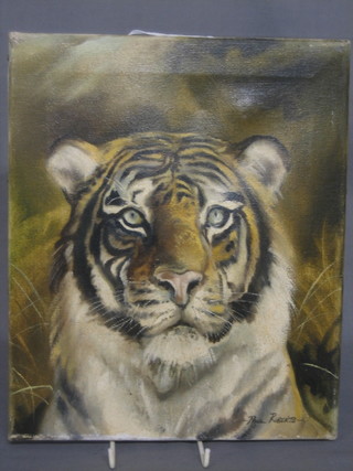 Paul Roberts, oil on canvas head and shoulders portrait of a Tiger 12"x10"