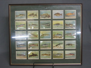 John Players, 35 framed cigarette cards "Freshwater Fish"