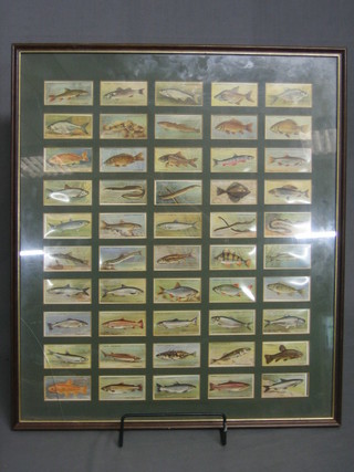 John Players, 50 framed cigarette cards "Freshwater Fish"