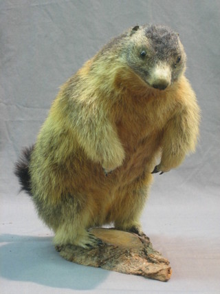 A stuffed and mounted figure of a standing Marmot 18"