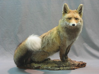 A stuffed and mounted figure of seated fox 29"