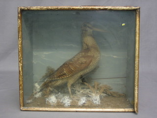 A Victorian stuffed and mounted Curlew 12"