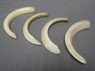 4 Wild Boar tusks
