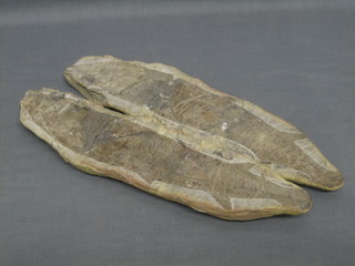 A split fossil