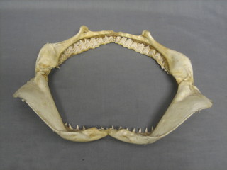 A shark's jaw complete with teeth 15"