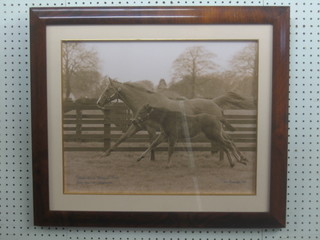 Tum ?, a black and white photograph of "Running Horse and Foal" 15" x 19"