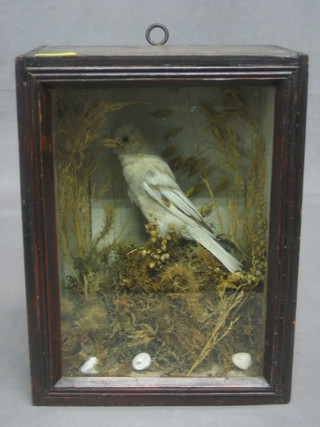 A small Victorian stuffed and mounted bird 3" contained in a 9" case