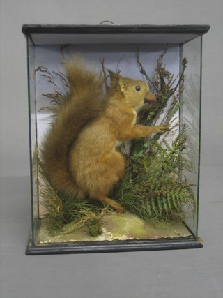 A Victorian stuffed and mounted red squirrel 12" cased 