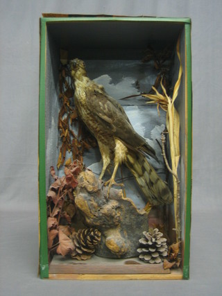 A stuffed and mounted bird of prey 19"