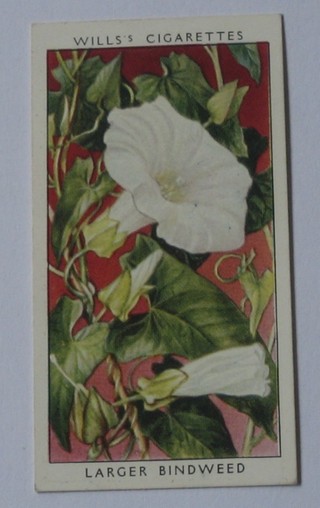 Wills's Cigarette cards set 1-50 - Wild Flowers, Wills's 2nd series set 1-50 - Wild Flowers and Wills's 49 out of a set of 50 - Australian Wild Flowers