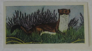 Mills Cigarette cards 24 out of a set of 25 - Animals of The Countryside, Swettenham's tea cards set 1-25 - Animals of the Countryside, Adkin's cigarette cards set 1-50 - Wild Animals of the World, Gallaher Ltd set 1-48 - Wild Animals and Hignett Bros set 1-50 - Zoo Studies