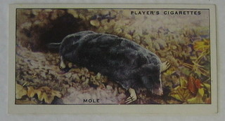 Player's Cigarette cards set 49 out of a set of 50 - Animals of The Countryside, ditto set 1-50, ditto 9 out of a set of 45 - Wild Animals of the World (narrow cards), ditto 37 out of a set of 45 - Wild Animals of the World, ditto set 1-50 - Nature Series, ditto set 1-48 - Wild Animals' Heads and ditto set 1-50 - Natural History