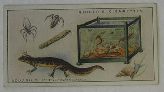 Edwards Ringer & Bigg Cigarette cards 2nd Series set 1-25 - Our Pets, Ogden's set 1-50 - Colour in Nature and B Morris & Sons Ltd set 1-50 - Animals at The Zoo