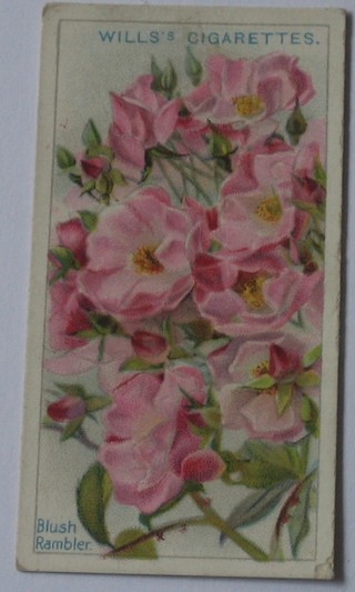 Wills's Cigarette cards set 1-50 - Roses, Edwards Ringer & Bigg set 1-25 - British Trees & Their Uses, Godfrey Phillips Ltd set 1-30 - Flower Studies and Carreras set 1-24 - Orchids (large size)