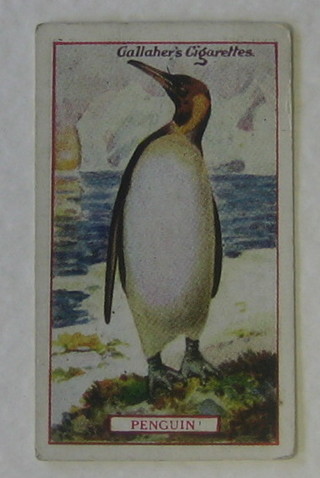 Gallaher's Cigarette cards 75 out of a set 100 - Animals & Birds of Commercial Value and Player's set 1-25 - British Livestock