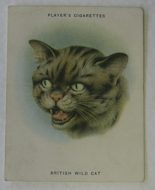 Player's Cigarette cards set 1-24 - Cats (large cards)