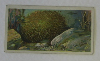 Player's Cigarette Cards set 1-50 - Wonders of the Deep, Wills's set 1-50 - The Seashore and Godfrey Phillips 7 out of a set of 25 - Fish